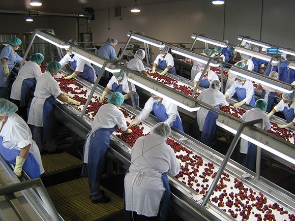 Strawberries are sorted before being frozen at a packing plant in Oxnard. The fruit is the most valuable crop in the Tri-Counties. (courtesy photo by Cheryl Giacopuzzi, via the Museum of Ventura County's Agriculture Museum)