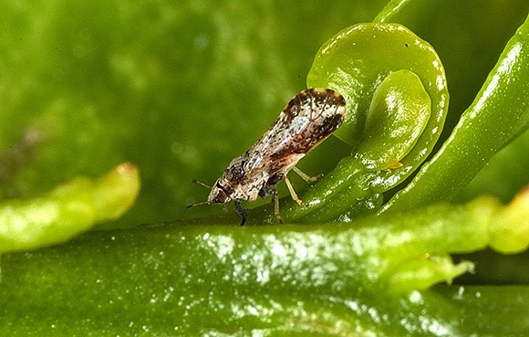 The Asian citrus psyllid, a small insect that transmits a disease fatal to citrus trees, has been found in San Luis Obispo County. (United States Department of Agriculture photo)