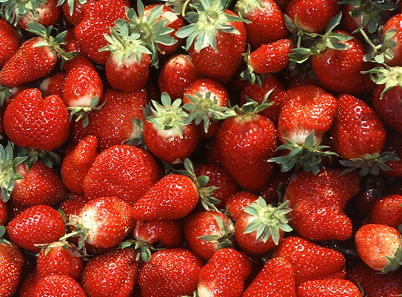 The value of the strawberry crop in Ventura and Santa Barbara counties dropped 5 percent to just over $1 billion last year as farmers struggled with the drought. (USDA photo)