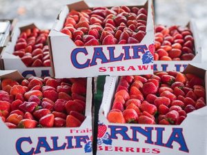 Strawberries in Oxnard, for sale at Fernando’s Produce located at the intersection of Victoria Avenue and Gonzales Road. The crop is still a huge money maker. (Nik Blaskovich, Business Times photo)