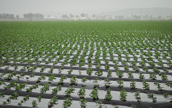 Strawberry fields in Ventura County, visible from many of the area’s roadways. (Nik Blaskovich / Business Times photo)