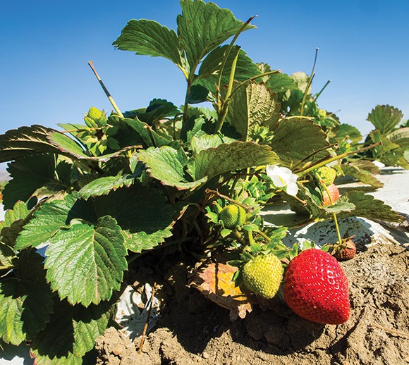 A strawberry field in Ventura County. The National Weather Service handed down a series of frost advisories that threatened crops in the region. (Nik Blaskovich / Business Times photo)