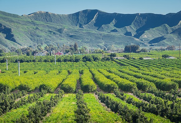 Santa Paula-based Limoneira Co. has already invested $54 million in East Area One, a project that would include 500 acres in Santa Paula. (Nik Blaskovich / Business Times photo)