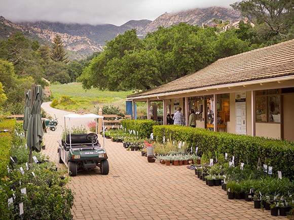 The Garden Growers Nursery, adjacent to the Santa Barbara Botanic Gardens, sells drought-resistant native plants. (Nik Blaskovich / Business Times photo)