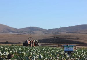 Freshway Farms in Santa Maria uses Hortau’s smart  irrigation management system in its broccoli fields.